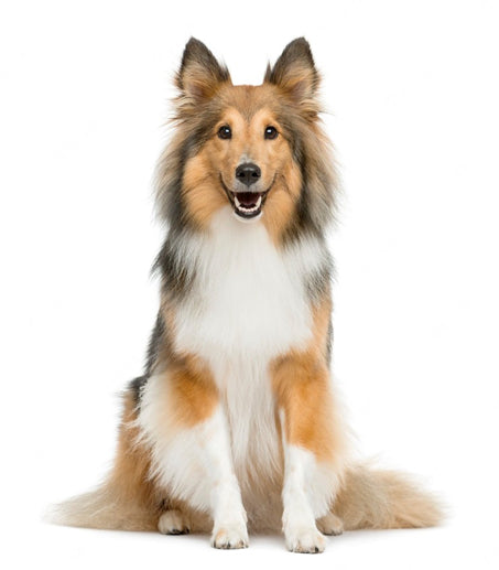 Convenient Dog Food Delivery In Dayton, Ohio